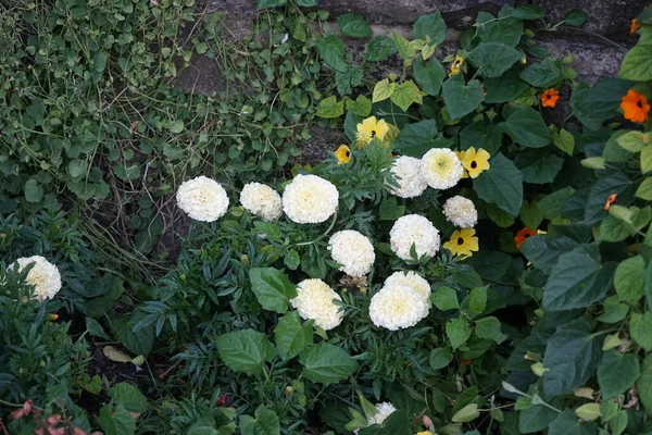 七月份举行的 花冠盛开 开满了白黄的花朵 直立树 Tagetes Erecta 阿兹特克金银花 Aztec Marigold 墨西哥金银花 — 图库照片