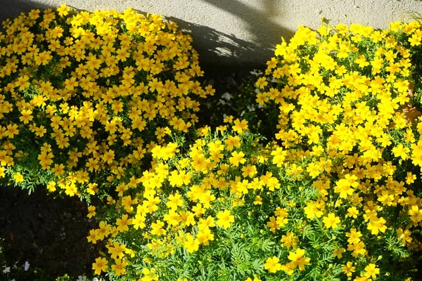 Tagetes Tenuifolia Lulu Floresce Com Flores Amarelas Julho Tagetes Género — Fotografia de Stock