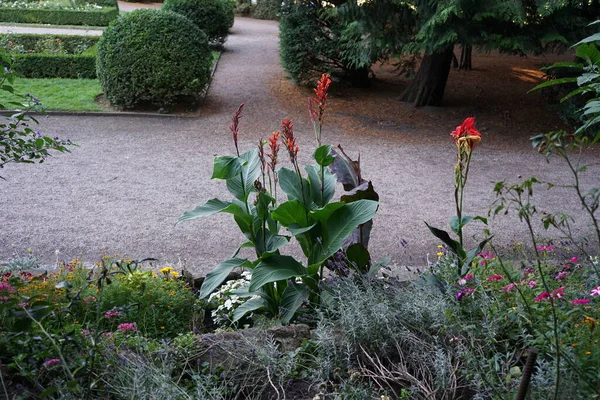 今年7月 公园里开满了黄红花的金丝雀 甘露根 印地安人芽 非洲树根 可食的甘露根 紫色树根 塞拉利昂树根 是甘露科植物中的一种 德国柏林 — 图库照片