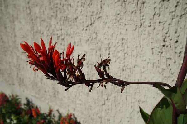 stock image Canna indica blooms with yellow-red flowers in July in the park. Canna indica, Indian shot, African arrowroot, edible canna, purple arrowroot, Sierra Leone arrowroot, is a plant species in the family Cannaceae. Berlin, Germany 