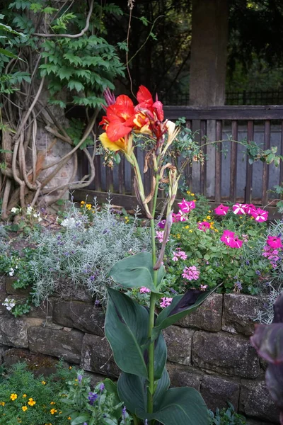 Canna Indica Blüht Mit Gelb Roten Blüten Juli Park Canna — Stockfoto