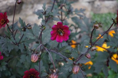 Yaban arısı Bombus lapidarius, Temmuz ayında parktaki tek çiçekli yıldız çiçeğinin kırmızı-mor çiçeğinin üzerinde oturur. Bombus lapidarius, Melanobombus cinsi içinde bir yaban arısı türüdür. Berlin, Almanya 
