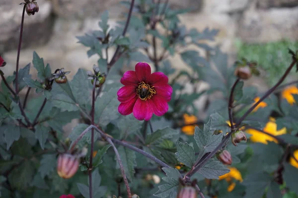 Bourdon Bombus Lapidarius Trouve Sur Fleur Rouge Pourpre Dahlia Floraison — Photo