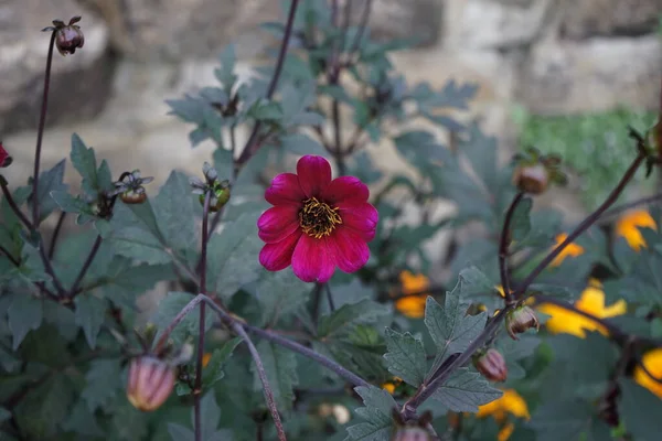 Temmuz ayında parkta tek çiçekli yıldız çiçekleri kırmızı-mor çiçeklerle çiçek açar. Dahlia, Asteraceae familyasından uzun ömürlü bir bitki cinsidir. Berlin, Almanya