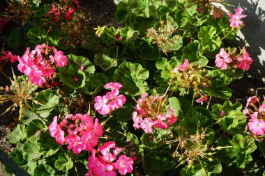 Sardunyalar Temmuz 'da parkta çiçek açarlar. Pelargonium, sardunya, pelargonyum ya da leylek gagaları, çiçek açan bitkilerin bir cinsidir. Berlin, Almanya