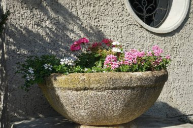 Sardunyalar Temmuz 'da parkta çiçek açarlar. Pelargonium, sardunya, pelargonyum ya da leylek gagaları, çiçek açan bitkilerin bir cinsidir. Berlin, Almanya 