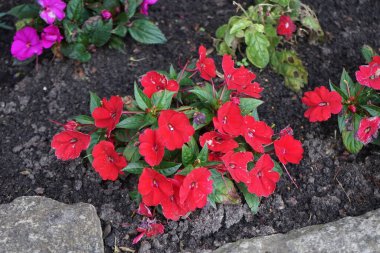 Sabırsızlar Temmuz 'da kırmızı çiçeklerle çiçek açarlar. Impatiens hawkeri, Balsaminaceae familyasından bir bitki türü. Berlin, Almanya 