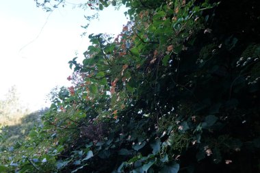 Hydrangea petiolaris temmuzda çiçek açar. Hydrangea petiolaris, tırmanan bir ortanca, ortanca anomali subsp. petiolaris, Hydrangeaceae familyasından bir bitki türü. Berlin, Almanya 