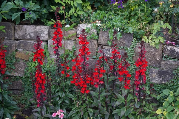 Lobelia Speciosa Floresce Com Flores Vermelhas Julho Parque Lobelia Género — Fotografia de Stock