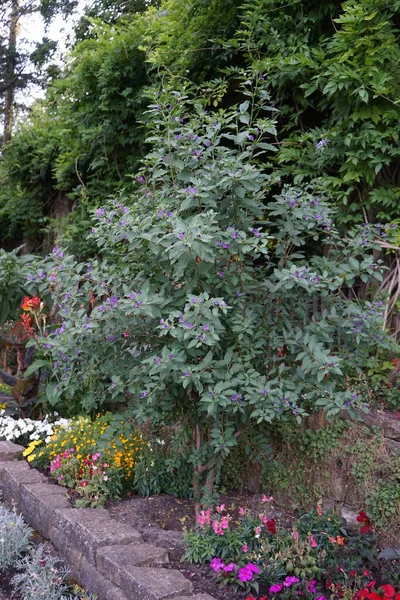 Lycianthes Rantonnetii Floresce Com Flores Azuis Julho Parque Lycianthes Rantonnetii — Fotografia de Stock