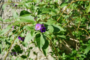 Lycianthes rantonnetii Temmuz ayında parkta mavi çiçeklerle çiçek açar. Lycianthes rantonnetii, Paraguay itüzümü (