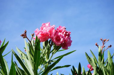 Neryum zakkum temmuzda bir tencerede çiçek açar. Neryum zakkum, zakkum veya neryum, dünya çapında ılıman ve subtropikal alanlarda bir süs ve peyzaj bitkisi olarak yetiştirilmiş bir çalılık veya küçük ağaçtır.. 