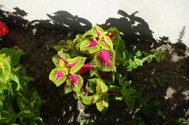 Coleus Blumei bitkileri Temmuz ayında parkta yetişir. Coleus scutellarioides, Coleus, Coleus blumei, Plectranthus scutellarioides ve Solenostemon scutellarioides, Lamiaceae familyasından bir bitki türü. Berlin, Almanya