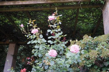 Melez çay gülü, Rosa 'Kraliçe Elizabeth', Temmuz ayında parkta narin pembe çiçeklerle çiçek açar. Rose, Rosaceae familyasından, Rosa cinsine ait uzun ömürlü bir çiçek bitkisidir. Berlin, Almanya