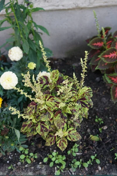 stock image Coleus blumei plants grow in July in the park. Coleus scutellarioides, coleus, Coleus blumei, Plectranthus scutellarioides and Solenostemon scutellarioides, is a species of flowering plant in the family Lamiaceae. Berlin, Germany