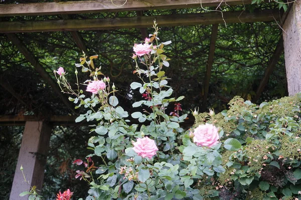 Rose Thé Hybride Rosa Queen Elizabeth Fleurit Avec Des Fleurs — Photo