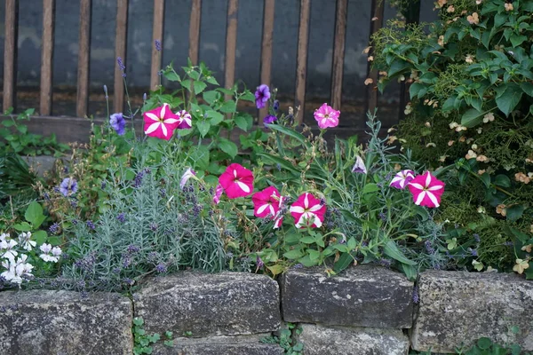 Petúnia Flores Lavanda Florescem Julho Parque Berlim Alemanha — Fotografia de Stock