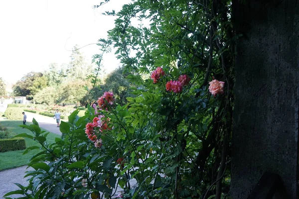 limbing rose Rosa \'Barock\', Syn. Rosa \'Knight\'s Roses\' blooms with pink-orange flowers in July. Rose is a woody perennial flowering plant of the genus Rosa, in the family Rosaceae. Berlin, Germany