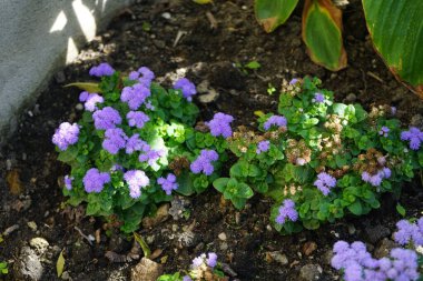 Ageratum houstonianum blooms in July in the park. Ageratum houstonianum, flossflower, bluemink, blueweed, pussy foot or Mexican paintbrush, is a cool-season annual plant. Berlin, Germany 