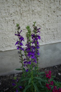 Lobelia Siphilitica Temmuz ayında parkta çiçek açar. Lobelia siphilitica ya da büyük mavi lobelia, Campanulaceae familyasından bir bitki türüdür. Berlin, Almanya 