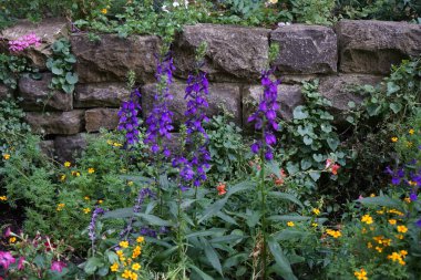 Lobelia Siphilitica Temmuz ayında parkta çiçek açar. Lobelia siphilitica ya da büyük mavi lobelia, Campanulaceae familyasından bir bitki türüdür. Berlin, Almanya 