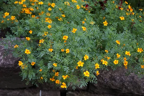 七月份的Tagetes Tenuifolia Org 花盛开 开黄色 橙色花 金丝雀属 Tagetes Marigolds 是一种一年生或多年生草本植物 — 图库照片