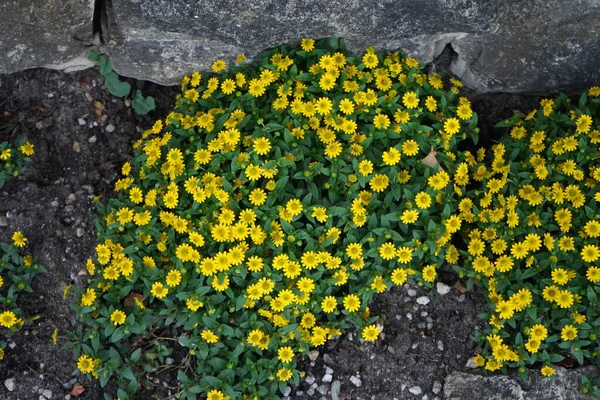 Flor fresca e brilhante de peão florescendo de perto