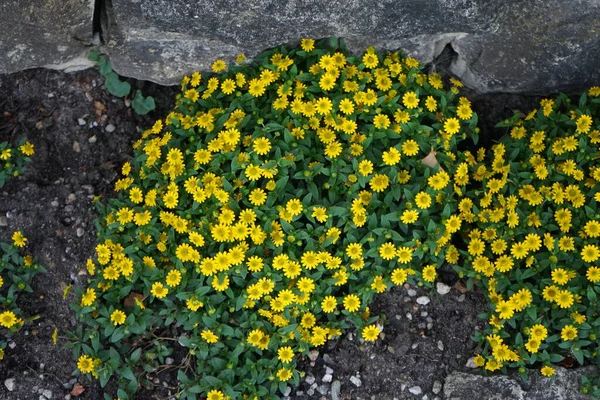 Sanvitalia Procumbens Virágzik Sárga Virágok Júliusban Sanvitalia Procumbens Mexikói Csúszó — Stock Fotó