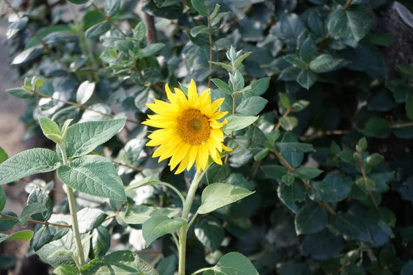 Sonnenblume Helianthus Annuus Blüht Juli Park Helianthus Annuus Die Gewöhnliche — Stockfoto