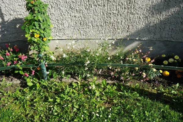 Perbatasan Bunga Dengan Thunbergia Alata Gaura Lindheimerii Dan Bunga Bunga — Stok Foto