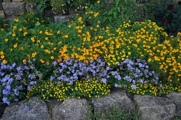 Las Flores Tagetes Tenuifolia Ageratum Houstonianum Sanvitalia Procumbens Florecen Borde — Foto de Stock