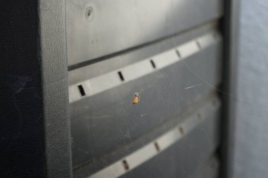 Bir bahçe örümceği Araneus diadematus avını bir salgı şeridine sarar ve yer. Örümcek türü Araneus diadematus yaygın olarak Avrupa bahçe örümceği, diyadem örümceği, portakal, çapraz örümcek ve taç takan örümcektir. Berlin, Almanya 