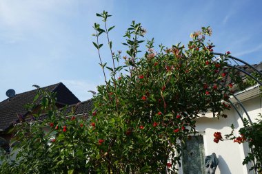 Lonicera periclymenum temmuzda büyür. Lonicera periclymenum (hanımeli), Caprifoliaceae familyasından bir hanımeli türü. Berlin, Almanya 