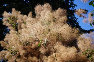 Cotinus coggygria, syn. Rhus cotinus (