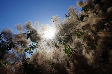 Cotinus coggygria, syn. Rhus cotinus (