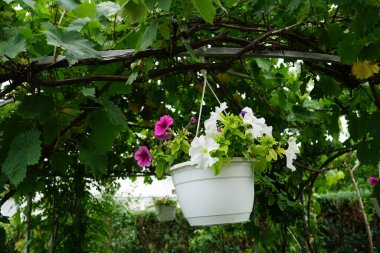 Çok renkli petunya çiçekleri ve Sutera kordatasının beyaz çiçekleri 'Büyük Baja' çardakta asılı bir saksıda çiçek açıyor. Petunia, Petunioideae familyasından bir cinstir. Berlin, Almanya  