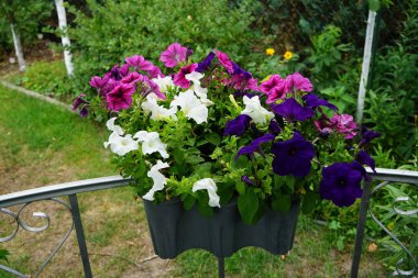Petunya çiçekleri çardakta asılı bir saksıda çiçek açar. Petunia, Petunioideae familyasından bir cinstir. Berlin, Almanya