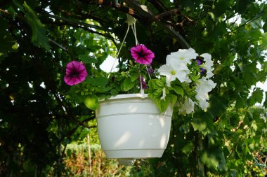 Çok renkli petunya çiçekleri ve Sutera kordatasının beyaz çiçekleri 'Büyük Baja' çardakta asılı bir saksıda çiçek açıyor. Petunia, Petunioideae familyasından bir cinstir. Berlin, Almanya  