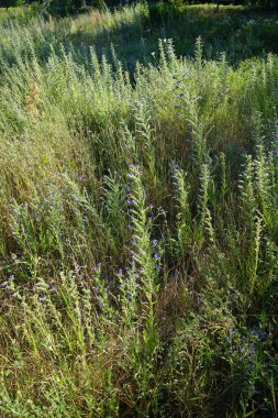 Echium vulgare temmuzda bir çayırda mavi çiçeklerle çiçek açar. Echium vulgare, Boraginaceae familyasından Boraginaceae familyasından bir bitki türü. Berlin, Almanya 