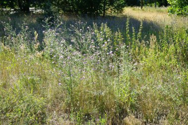 Centaurea stoebe temmuzda bir çayırda mor çiçeklerle çiçek açar. Centaurea stoebe ya da benekli knapweed, Centaurea cinsinin bir türüdür. Berlin, Almanya