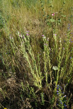 Temmuzda çayır çiçekleri çayırda çiçek açar. Berlin, Almanya 