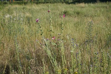 Pembe Alcea Rosea temmuzda çayırda çiçek açar. Alcea rosea, Malvaceae familyasından bir çiçek bitkisidir. Berlin, Almanya 