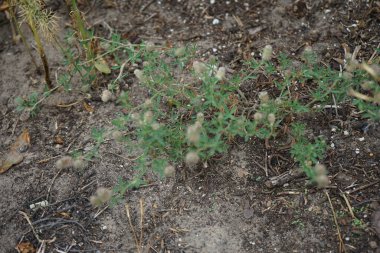 Trifolium arvense temmuzda çiçek açar. Trifolium arvense, tavşan ayağı yoncası, yonca, yonca ya da yonca, fasulye familyasından bir çicek türü. Berlin, Almanya 