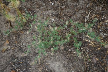 Trifolium arvense temmuzda çiçek açar. Trifolium arvense, tavşan ayağı yoncası, yonca, yonca ya da yonca, fasulye familyasından bir çicek türü. Berlin, Almanya 