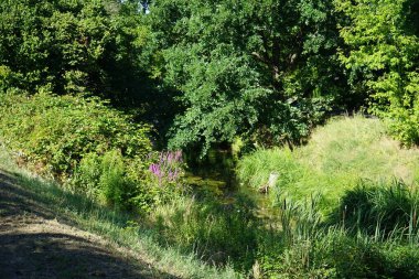 Temmuz ayında Wuhle Nehri 'nin kıyısında Lythrum salicaria mor çiçeklerle çiçek açar. Lythrum salicaria, Lythraceae familyasından bir bitki türü. Berlin, Almanya 