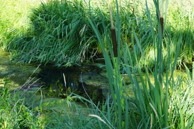 Vahşi ördekler Anas platyrhynchos Temmuz ayında Typha latifolia bitkileri yakınlarındaki Wuhle Nehri 'nde yüzer. Typha latifolia, kedigiller (Felidae) familyasından bir bitki türü. Berlin, Almanya 