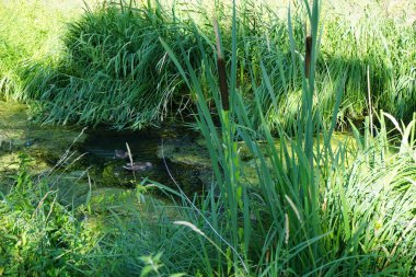 Vahşi ördekler Anas platyrhynchos Temmuz ayında Typha latifolia bitkileri yakınlarındaki Wuhle Nehri 'nde yüzer. Typha latifolia, kedigiller (Felidae) familyasından bir bitki türü. Berlin, Almanya 