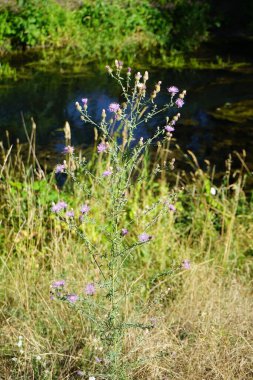 Centaurea stoebe Temmuz ayında nehir kıyısında mor çiçeklerle çiçek açar. Centaurea stoebe ya da benekli knapweed, Centaurea cinsinin bir türüdür. Berlin, Almanya