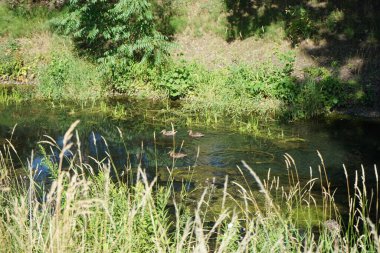 Vahşi ördekler Anas platyrhynchos Temmuz ayında Wuhle Nehri 'nde yüzer. Yaban ördeği (