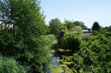 Sığ Wuhle Nehri Temmuz ayında yaz bitkileriyle çevrilidir. Wuhle, Spree 'nin küçük bir sağ koludur. Berlin, Almanya
